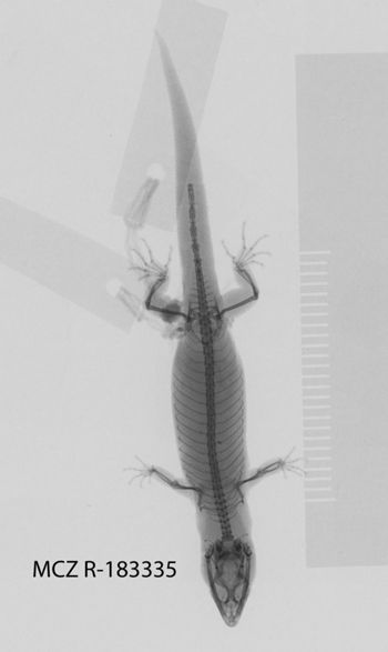 Media type: image;   Herpetology R-183335